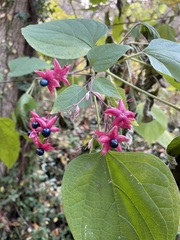 Clerodendrum trichotomum