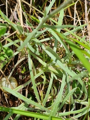 Leucochrysum albicans