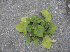 Physalis grisea