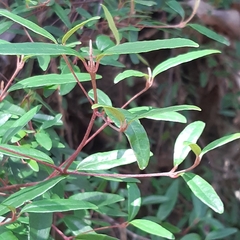 Zanthoxyloideae