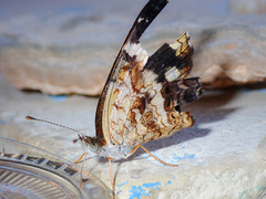 Anthanassa tulcis