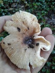 Russula pectinatoides