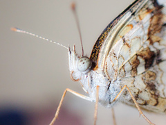 Anthanassa tulcis