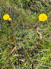 Leucochrysum albicans