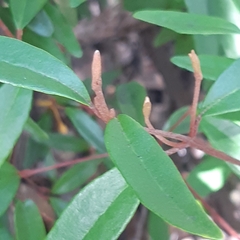 Zanthoxyloideae