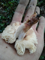 Russula pectinatoides