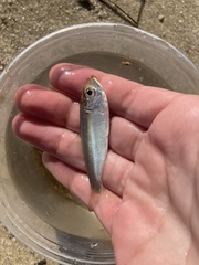 Alosa pseudoharengus