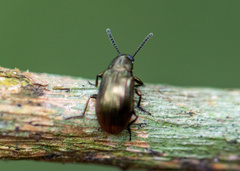 Stenochiini