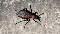 Carabus smaragdinus