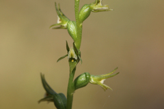 Prasophyllum pallidum