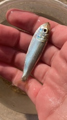 Alosa pseudoharengus