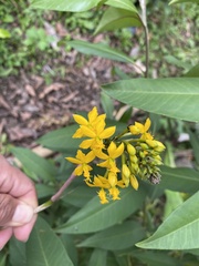 Epidendrum melinanthum