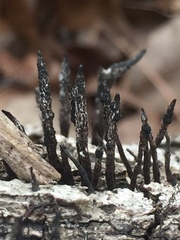Xylaria longiana
