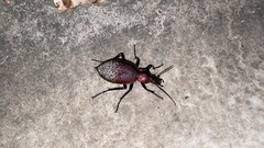 Carabus smaragdinus