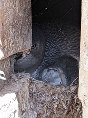 Eudyptula minor albosignata