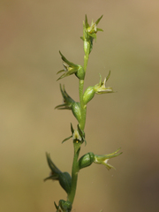 Prasophyllum pallidum
