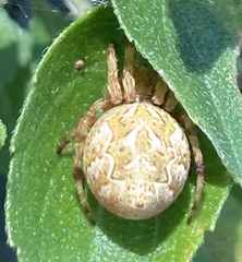 Salsa brisbanae