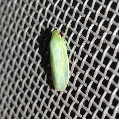 Chloronana