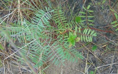 Tephrosia virginiana