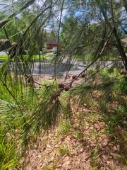 Casuarina cunninghamiana