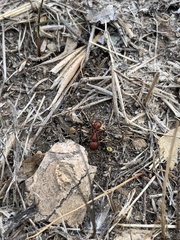 Pogonomyrmex subdentatus