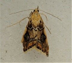 Glaucocharis leucoxantha