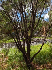 Casuarina cunninghamiana