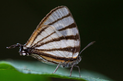 Arawacus separata