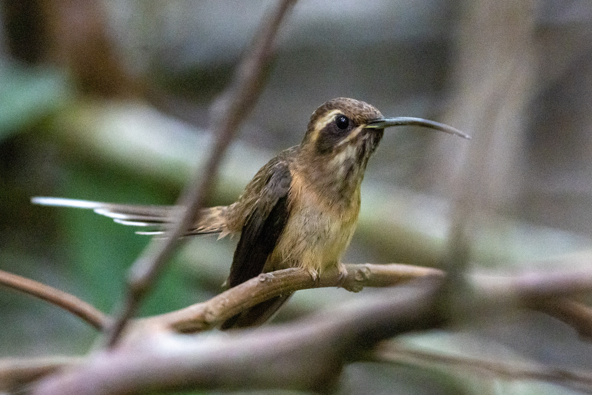 Dusky-throated Hermit (Phaethornis squalidus), photo 2