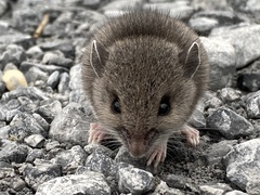 Peromyscus maniculatus