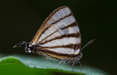 Arawacus separata