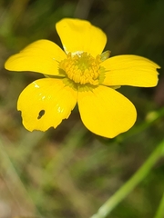 Ranunculus lappaceus