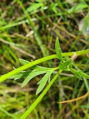 Ranunculus lappaceus