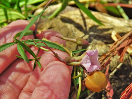 Ipomoea heptaphylla, photograph 4