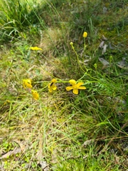 Ranunculus lappaceus
