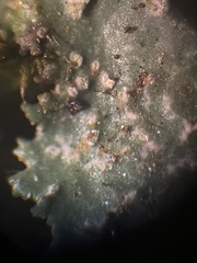 Flavopunctelia flaventior