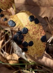 Rhytisma decolorans