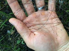 Panicum philadelphicum