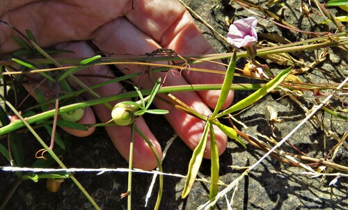 Ipomoea heptaphylla, photograph 6