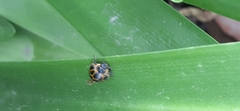 Epilachna paenulata