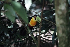 Ramphastos dicolorus