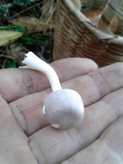 Leucoagaricus