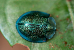 Cyrtonota