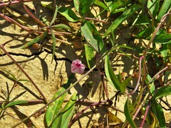 Ipomoea heptaphylla