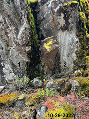 Myriopteris gracillima