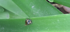 Epilachna paenulata