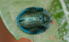 Cyrtonota
