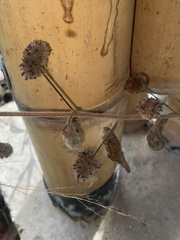 Casuarina equisetifolia