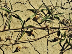 Ipomoea heptaphylla