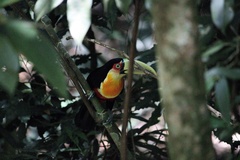 Ramphastos dicolorus